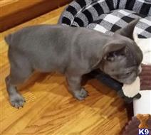 french bulldog puppy posted by Jessica reynolds